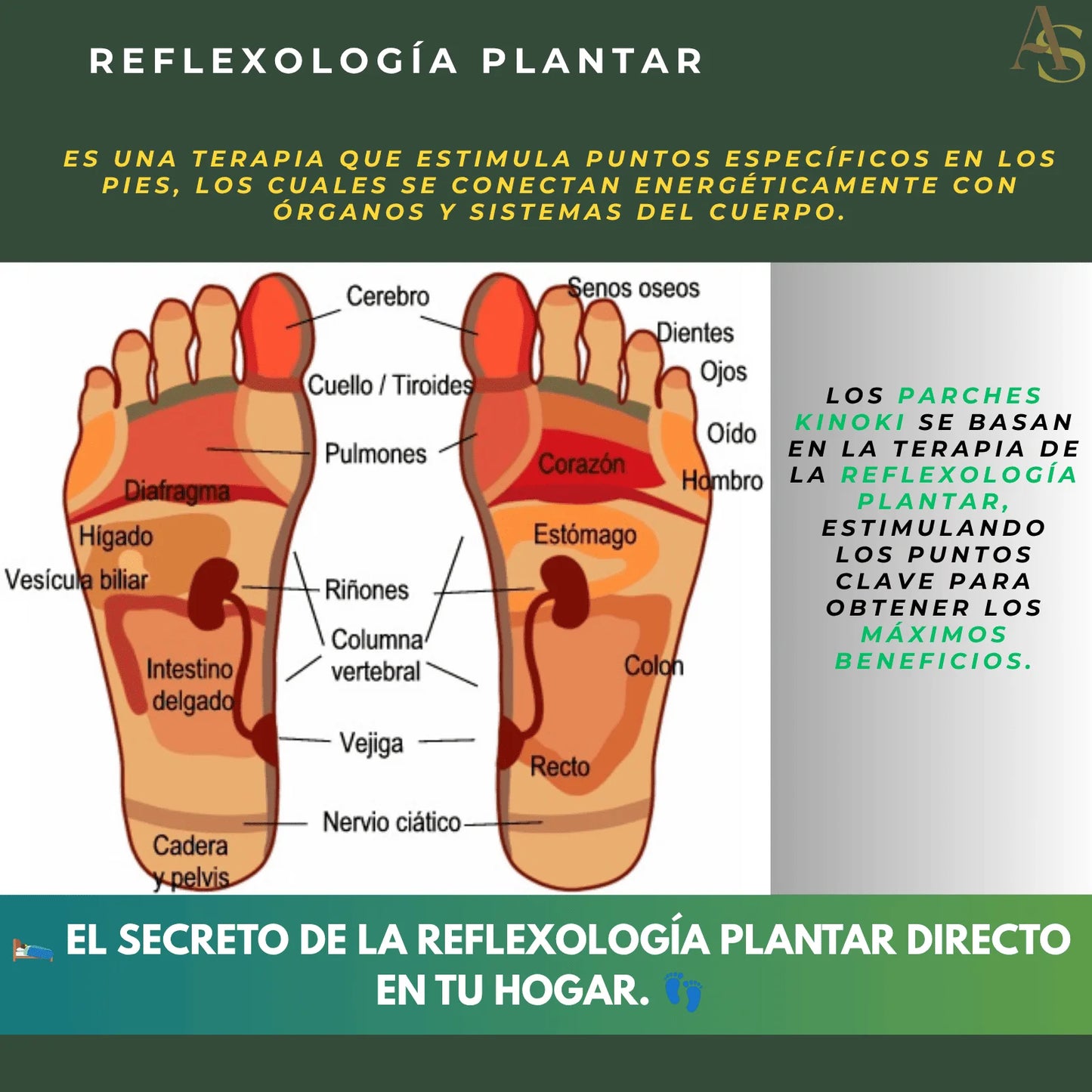 Parches Kinoki  🩹 - Tratamiento Desintoxicación 30 días ¡Envío Gratis! 📦